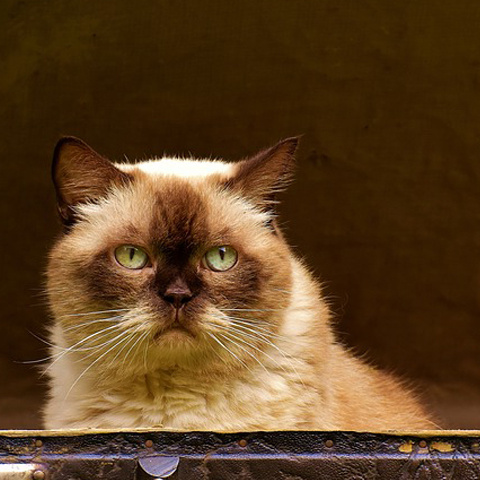 【プロフィール】 大人の猫アイコン ｜ 貫禄のある茶猫