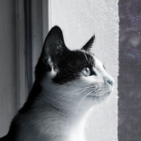 プロフィール ねこ横顔アイコン 外を見る猫