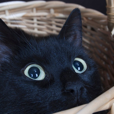 Twitter かわいい黒猫アイコン かわいい猫 黒