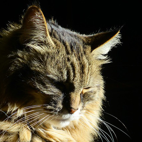 Twitter かっこいい猫 写真 アイコン 撮影される猫