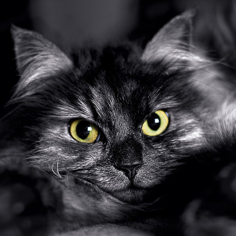 Twitter 猫写真 キリッとした目 アイコン かっこいい猫