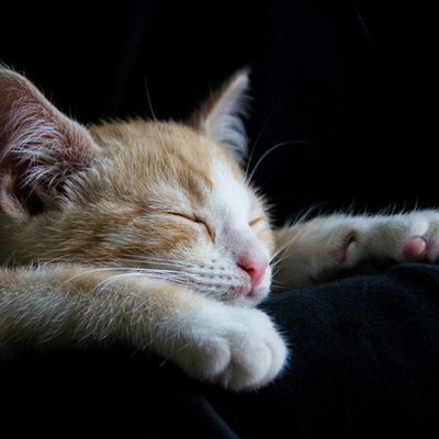 Twitter 可愛いすぎる猫アイコン かわいい猫写真