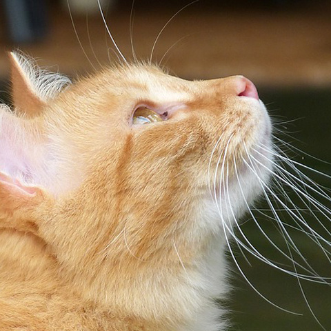 Twitter 猫の横顔アイコン 綺麗なネコ写真