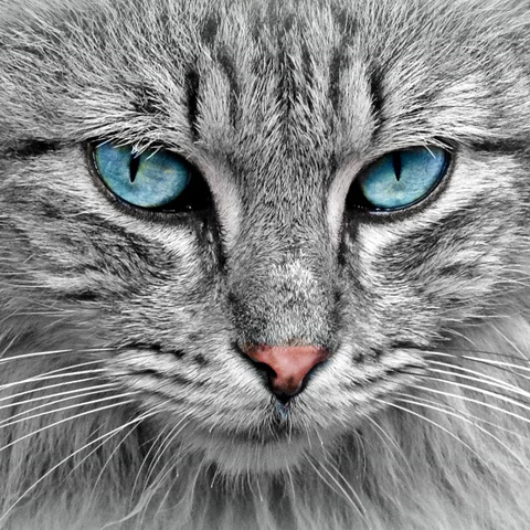 プロフィール イケメン猫アイコン かっこいい猫写真