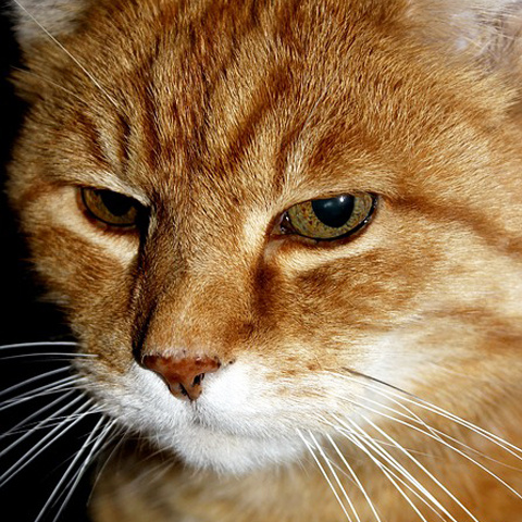 Instagram かっこいい茶トラ猫アイコン キリッとした猫