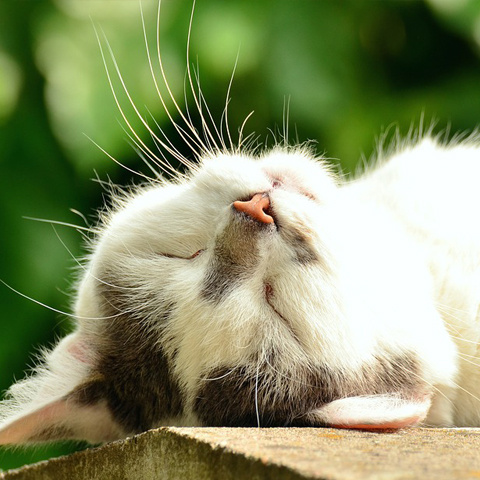 Instagram 猫の寝顔アイコン かわいいお昼寝
