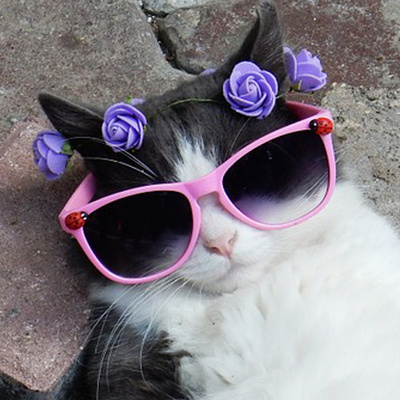 Instagram おもしろい猫アイコン かわいい猫