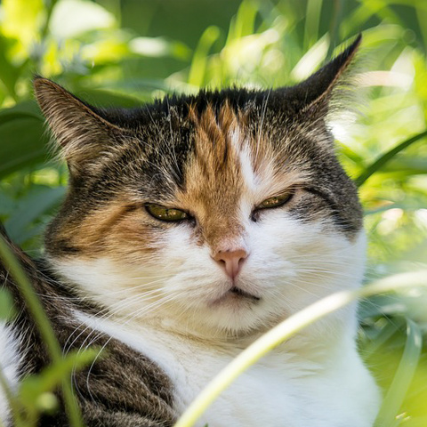 Instagram 目つきの悪い猫アイコン 眩しい猫