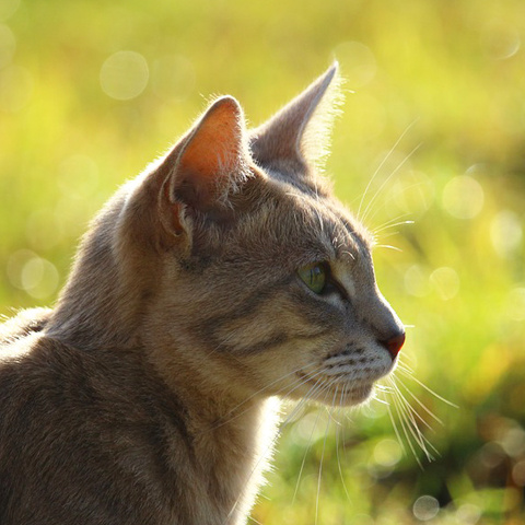 Instagram 綺麗な横顔アイコン 日陰と猫