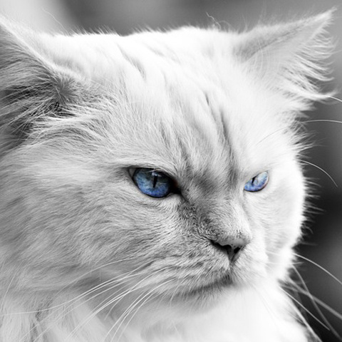 凛とした白い猫アイコン 写真アイコン