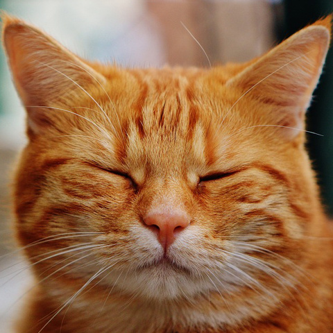 茶色い猫顔アイコン 写真アイコン