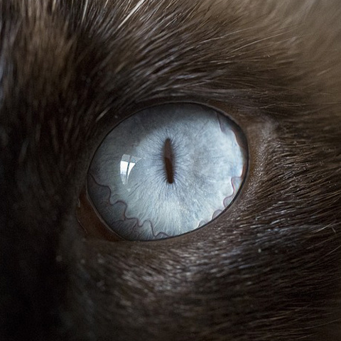 綺麗な猫の目アイコン Lineプロフィール アイコン