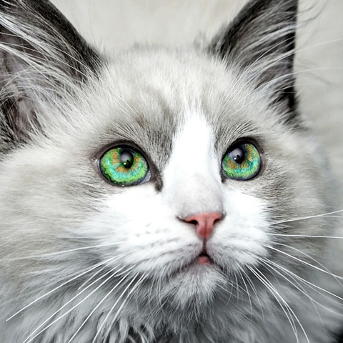 綺麗な猫 ラインアイコン 美しい猫 アイコン