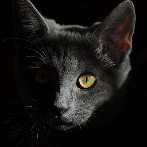 かっこいい黒猫 ラインアイコン かっこいいネコ アイコン