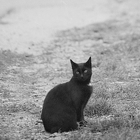 黒猫 ラインアイコン 猫のポートレート アイコン