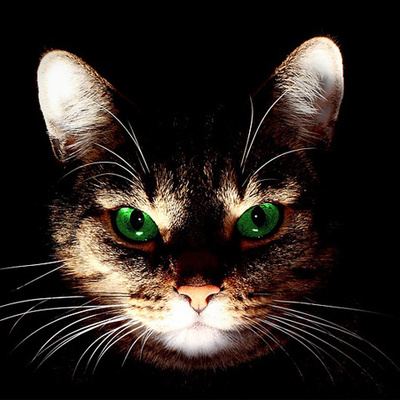 猫写真で自己紹介 化け猫 エレガント かっこいい猫 アイコン登録