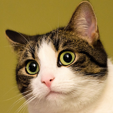 Twitter かわいい猫アイコン 目の可愛いネコ